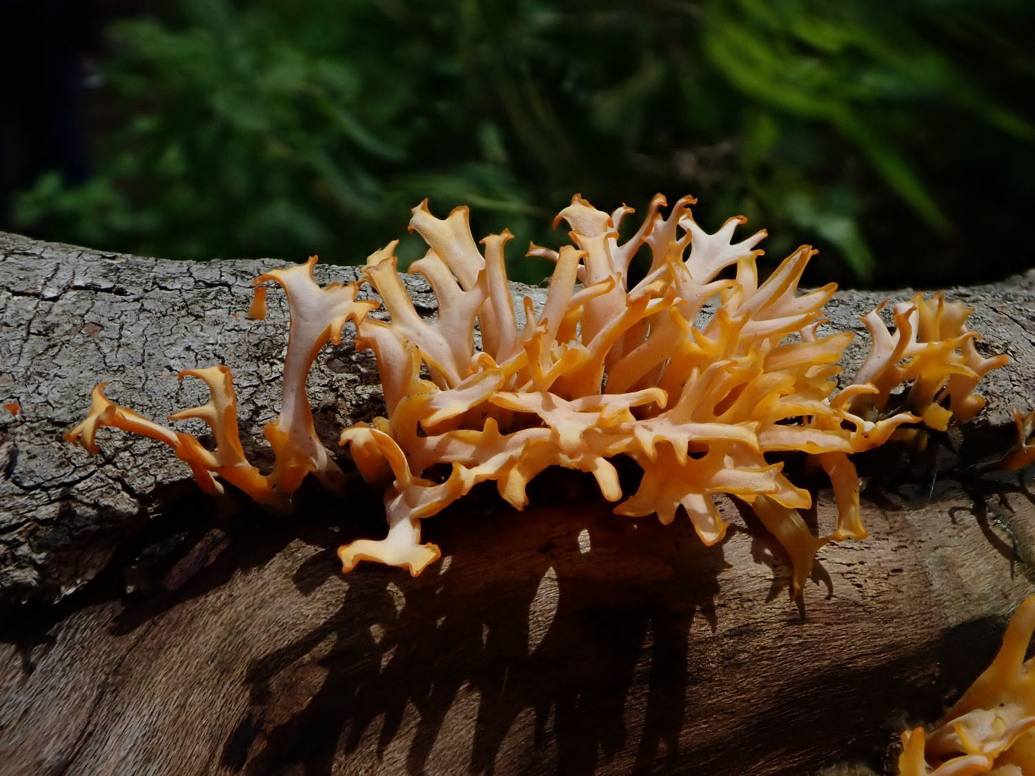 Edible jelly fungus Dacryopinax spathularia. 