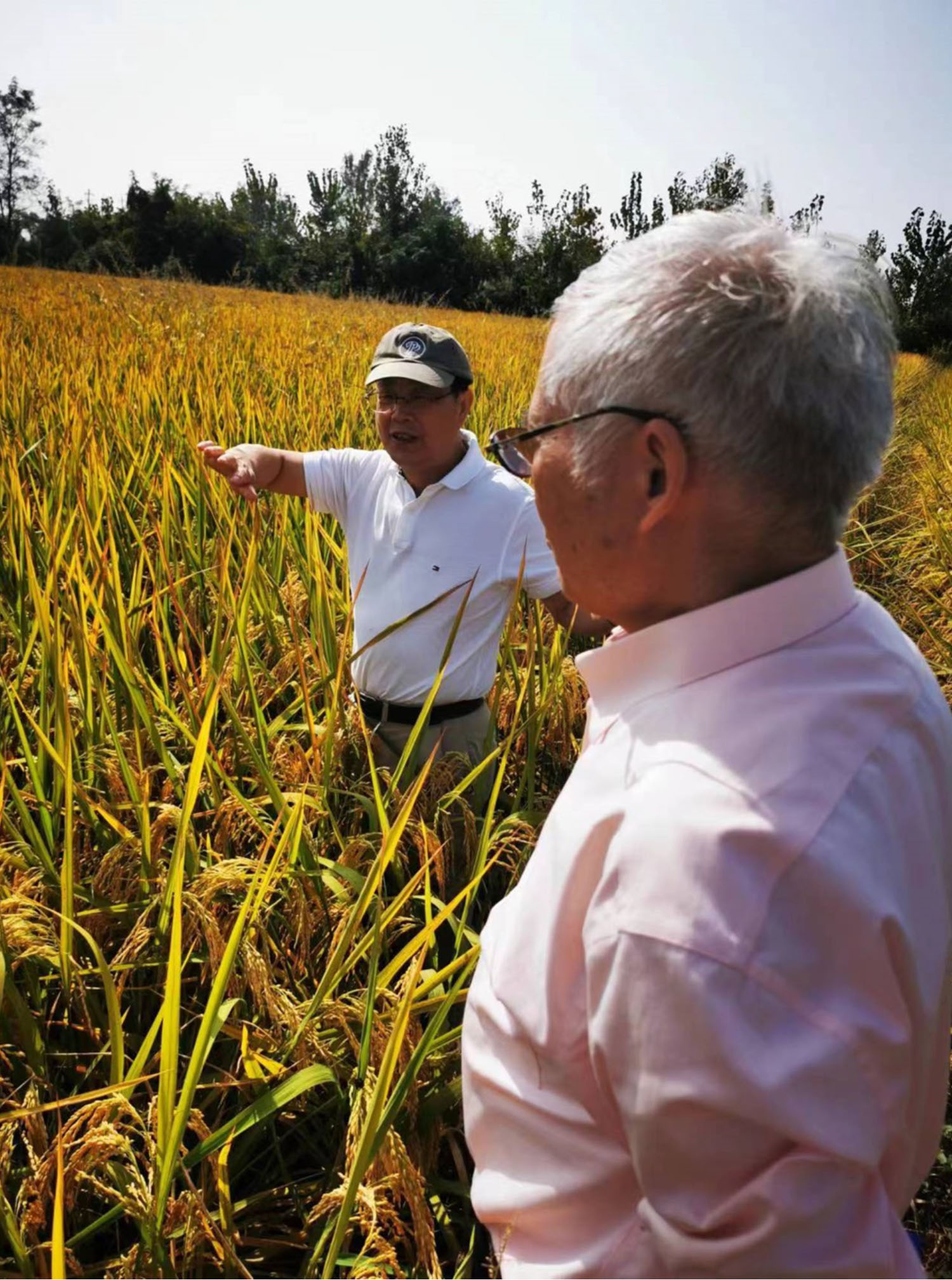 Professor Zhang Jianhua and Professor Yang Jianchang in the rice field in October 2023.