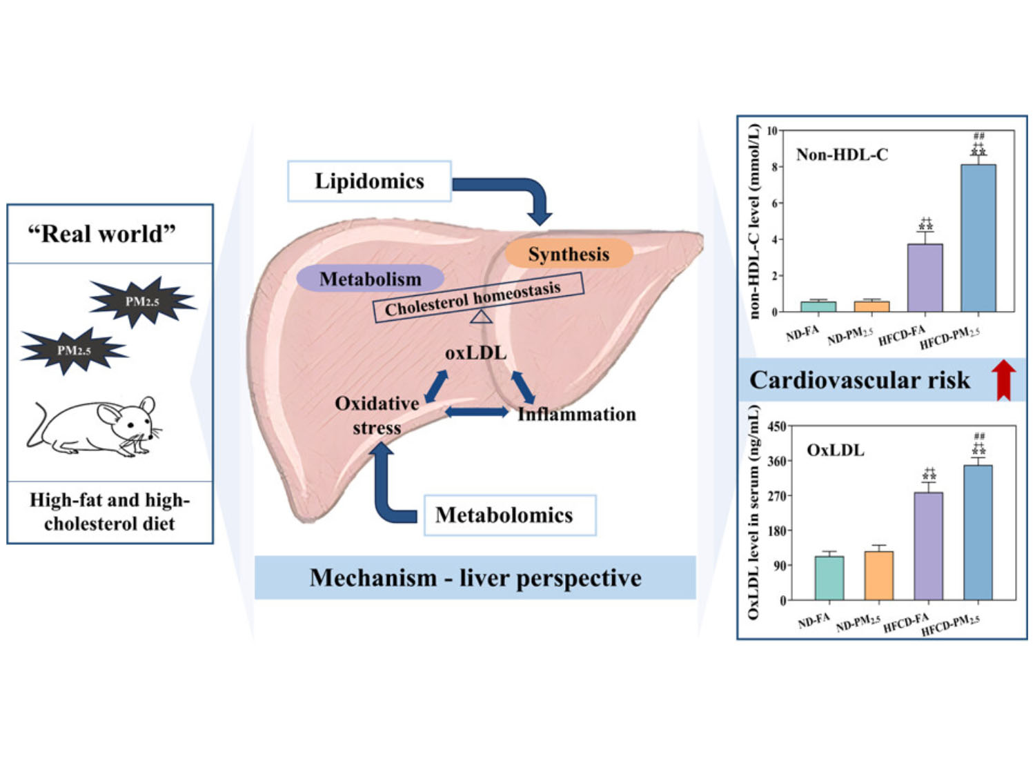 The hepatotoxicity of PM2.5 disrupted cholesterol and lipoprotein metabolism in the liver, exacerbating atherosclerotic risk in high-fat and high-cholesterol-fed mice.