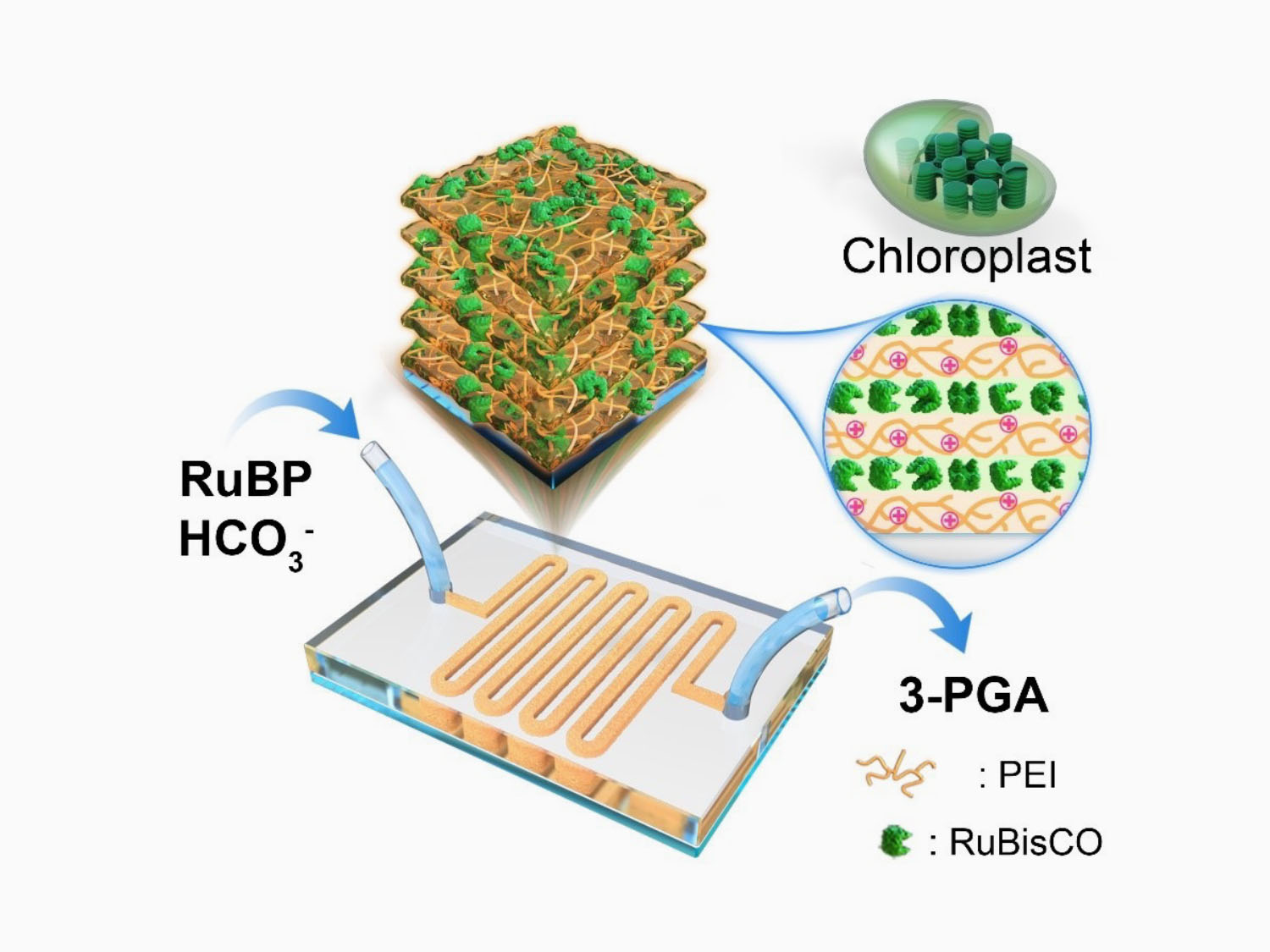 3D diagram of the fabricated microreactors.   Ribulose 1,5-bisphosphate and bicarbonate are injected into the inlet.