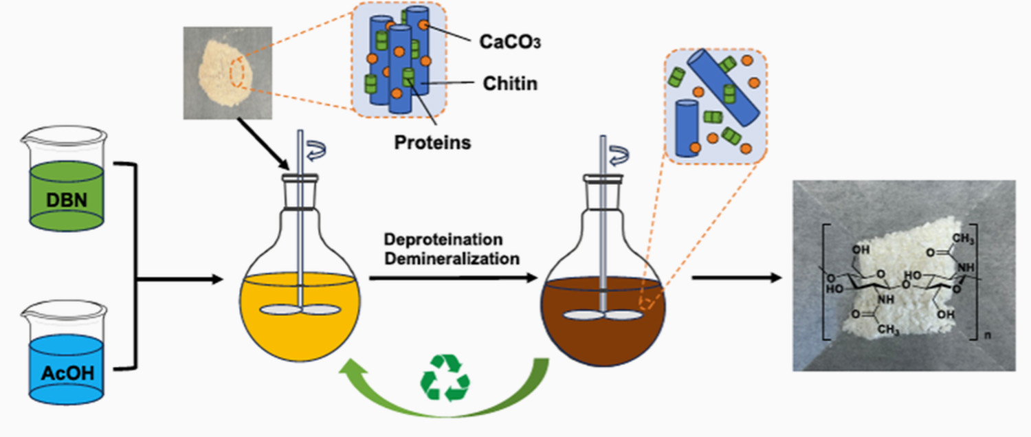 A highly efficient method for isolating chitin was developed using a recyclable ionic liquid.