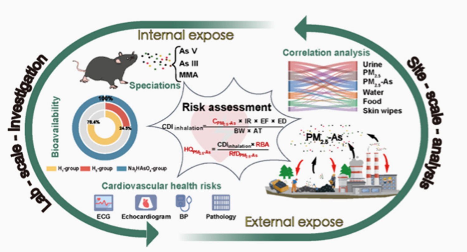 Assessment workflow of PM2.5-bound arsenic on cardiovascular risk among workers in a non ferrous metal smelting area.