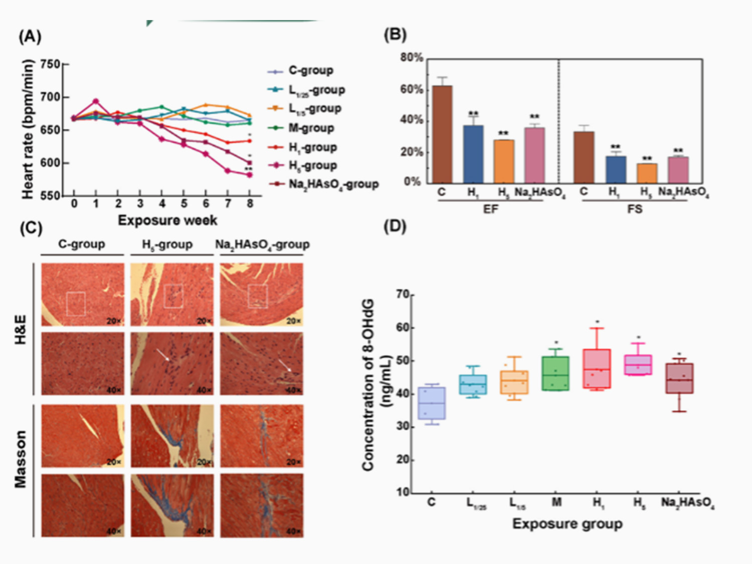 Exposure to As-laden PM2.5 induced cardiac injury and dysfunction.