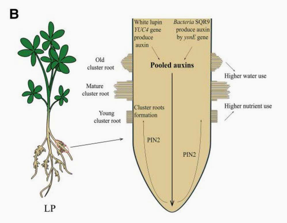 Proposed model for B. amyloliquefaciens–promoted cluster root formation of white lupin under LP conditions.