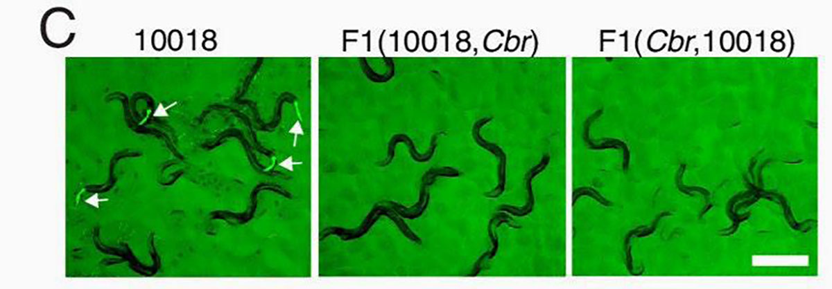 Images show worms and their hybrid offspring, with green fluorescent protein markers. (From left): Parent strain; crosses with C. briggsae mothers/fathers.