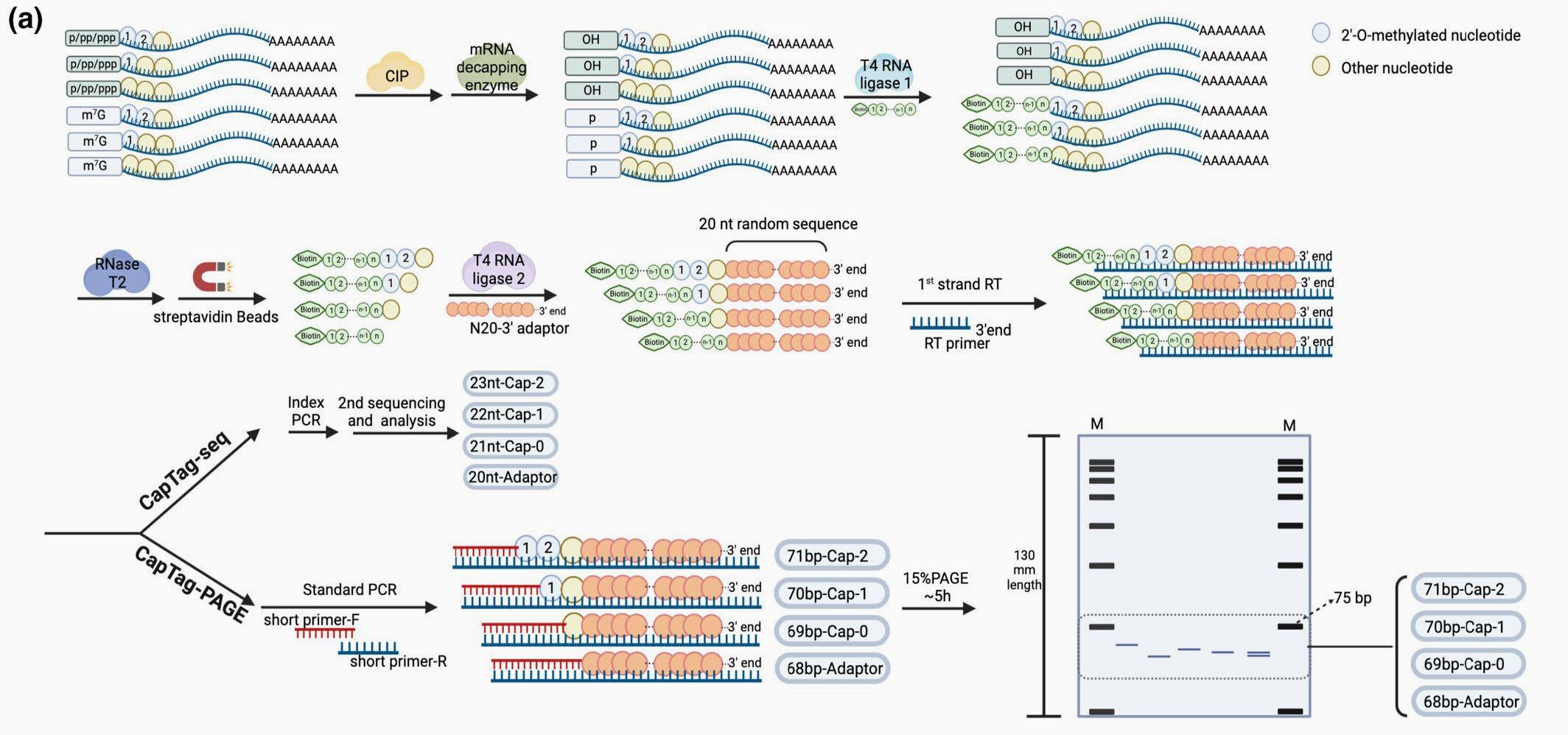 Schematic diagram of the CapTag-seq and CapTag-PAGE workflow used in the experiment.